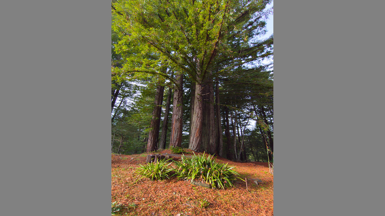 Mendocino Property Best Real Estate Services