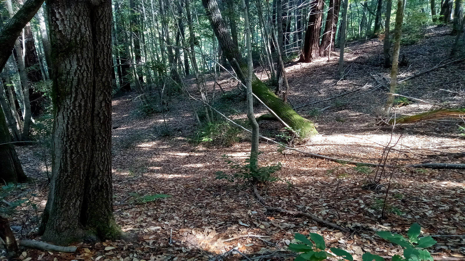 Mendocino Property Best Real Estate Services