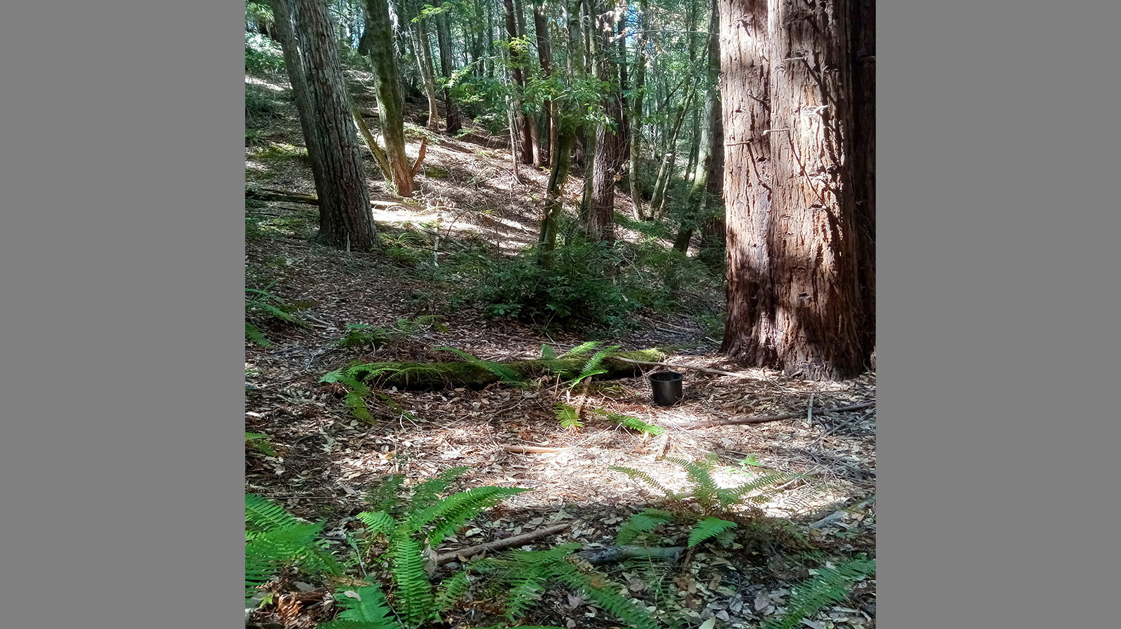 Mendocino Property Best Real Estate Services